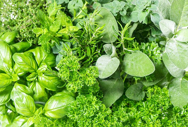 Fresh Herbs
