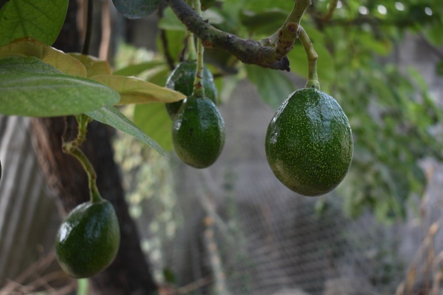 Organic Avocado Farming in Uganda
