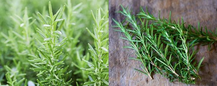 Rosemary