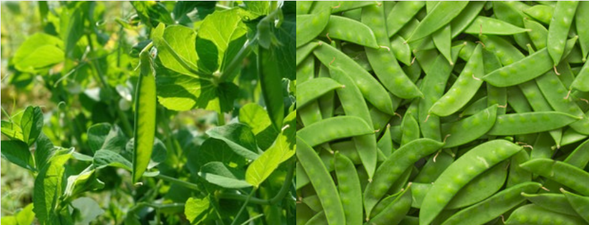 Snow Peas
